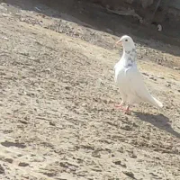 کبوتر تهرانی|پرنده|زابل, |دیوار