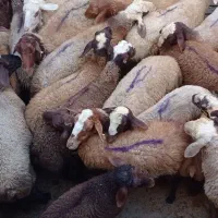 گوسفند و شیشک فروشی|حیوانات مزرعه|باوله, |دیوار