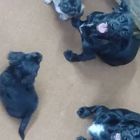 واگذرای|سگ|رباط‌کریم, رباط‌کریم|دیوار