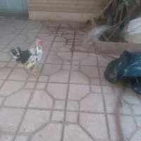 خروس گلین چهل تاج|حیوانات مزرعه|اسلام‌شهر, شهرک سعیدیه|دیوار