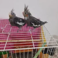 عروس هلندی جوجه