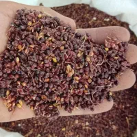 تخم جارو رنگ خون درجه یک امسال