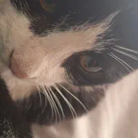 عروس برای گربه مون