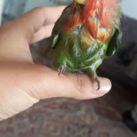 طوطی برزیلی دستی|پرنده|خلخال, |دیوار