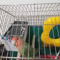 طوطی برزیلی بدون قفس|پرنده|همدان, |دیوار