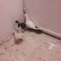 کفتر رنگی و جفتی|پرنده|محمدیه-قزوین, |دیوار