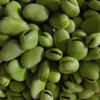 باقالی پوست شده تازه چین