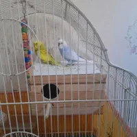 کفترمعاوضه|پرنده|کرج, محمد آباد|دیوار