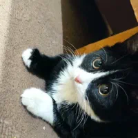 واگذاری گربه نر ۳ ماه