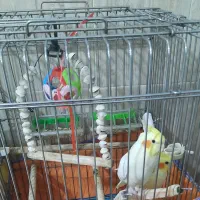 عروس هلندی|پرنده|کبودرآهنگ, |دیوار