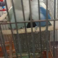 طوطی برزیلی|پرنده|بندر امام خمینی, |دیوار