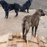 توله یک ساله