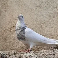 طوقی چند عدد