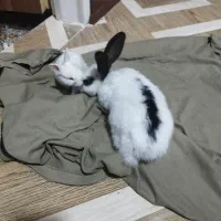 دو عدد خرگوش