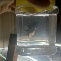 فایتر|ماهی|تهران, دولتخواه جنوبی|دیوار