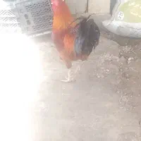 خروس  جوان بزرگ سالم سر حال