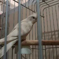 عروس هلندی آلبینو|پرنده|شیراز, شهرک بهشتی|دیوار