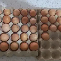 تخم مرغ محلی