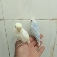 مرغ عشق