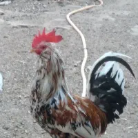 یک عدد خروس گلین