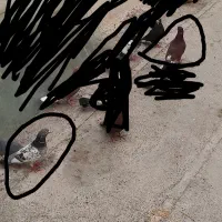 کبوتر|پرنده|بزینه رود, |دیوار