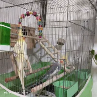 2 عدد عروس هلندی نر و ماده با قفس