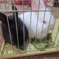 دوتا خرگوش|موش و خرگوش|آذرشهر, |دیوار