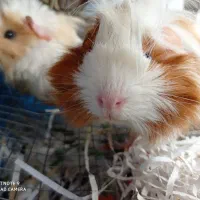 خوکچه هندی|موش و خرگوش|ارومیه, |دیوار