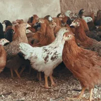 فروش جوجه تیمچه جهادی د۴ماه