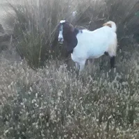 سلام بز بر سالم وحال خوش خوراک