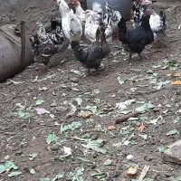 تخم نطفه دار مرغ گلین و جوجه گلین