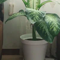 گل آپارتمانی دیفن باخیا