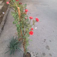 گل طبیعی گلخانه