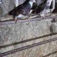 کفترپرشی|پرنده|اسلام‌شهر, شهرک سالور|دیوار