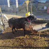 قوچ|حیوانات مزرعه|مبارکه, |دیوار