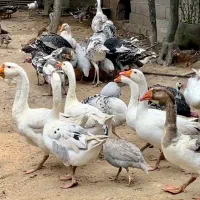 فروش ماکیان طیور محلی سالم درشت ارگانیک طبیعی