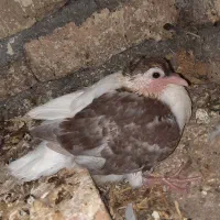 کفتر جوجه راست سرخ کاکلی،زرد دمسفید معاوضه با..
