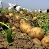 نیروی کار جوان جهت امور کشاورزی(همیاران سبز)|خدمات باغبانی و درختکاری|کرمانشاه, |دیوار