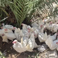 مرغ زنده تعاونی