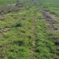 فروش زمین زراعی ۲۸۰۰متری لنگرود روستای ارباستان