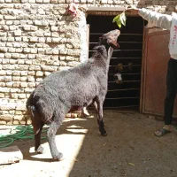 قوچ غزل|حیوانات مزرعه|زند, |دیوار