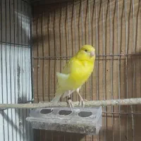 قناری نر مست وبخوان