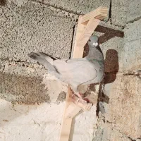 کبوتر سبز بی خط