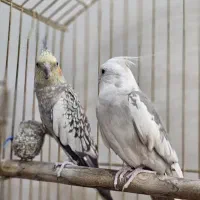 ۴ عدد عروس هلندی بفروش میرسد|پرنده|تهران, فرزانه|دیوار