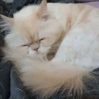 گربه پرشین|گربه|فردیس, شهرک شهید حسینی|دیوار