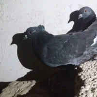 کبوتر|حیوانات|ارومیه, |دیوار