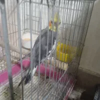 فروش عروس هلندی|پرنده|ری, حمزهآباد|دیوار