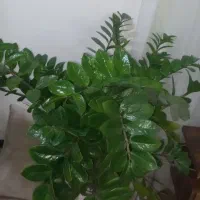 گل زاموفیلیا طبیعی