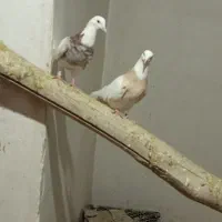 طوقی آجری ماده خال سیاه نر فولادی خال قدیم|پرنده|همدان, |دیوار