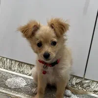 سگ اپارتمانی|سگ|ری, ظهیرآباد|دیوار